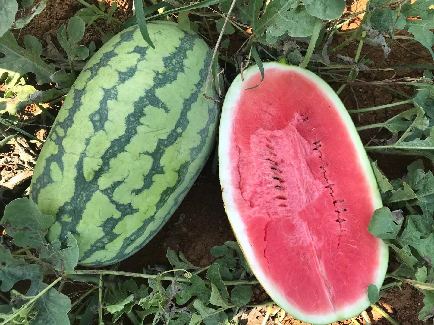 2024年黑美人西瓜  广西南宁崇左地区大量供应