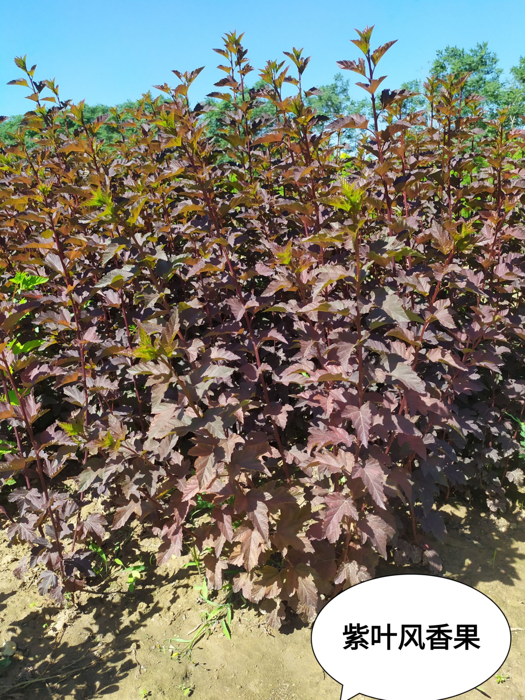 定州市金叶风箱果 供应，紫叶风香果高度80公分以上，4个分枝以上