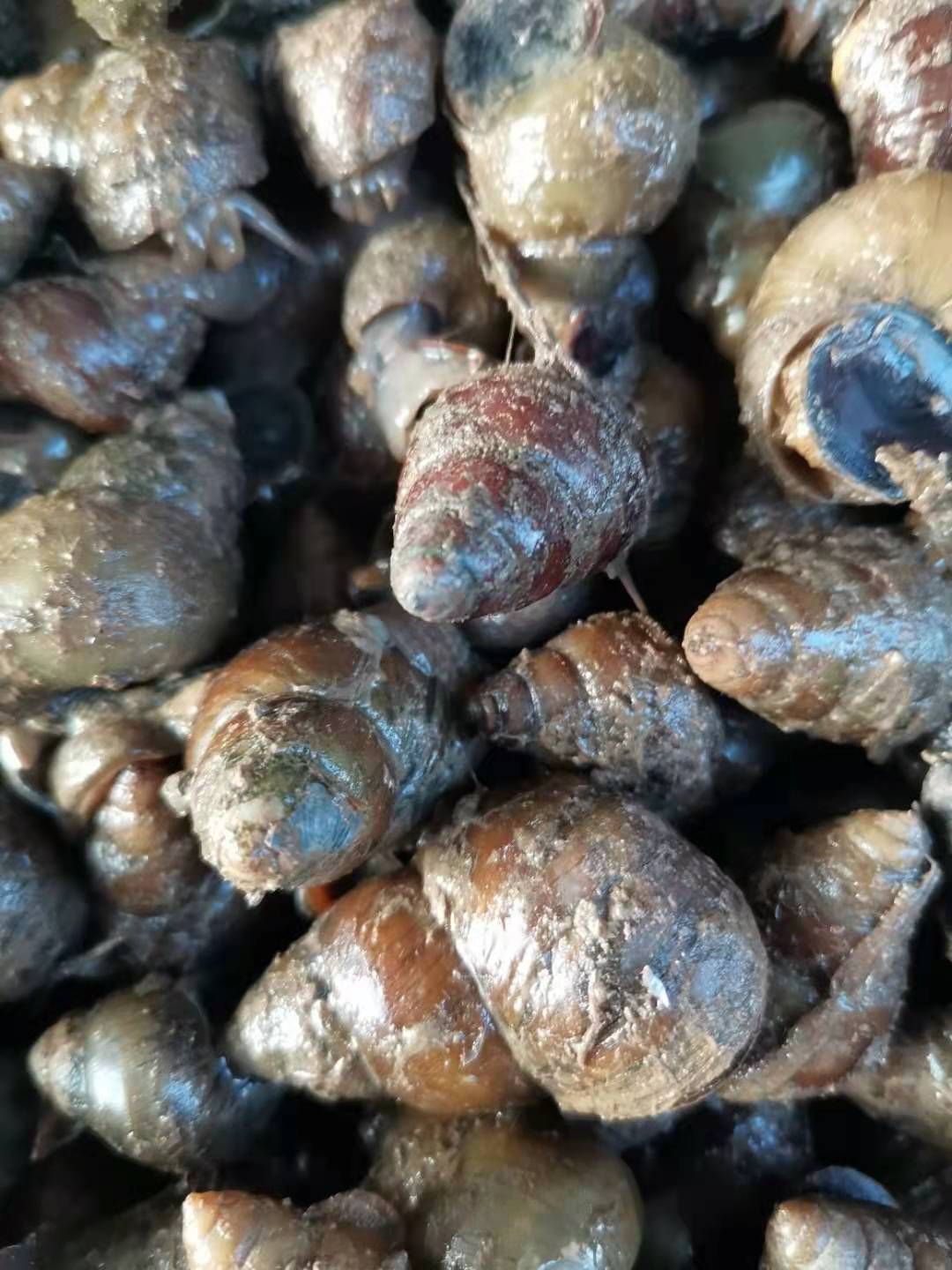 石螺  各种规格  鲜活无青苔 原产地发货