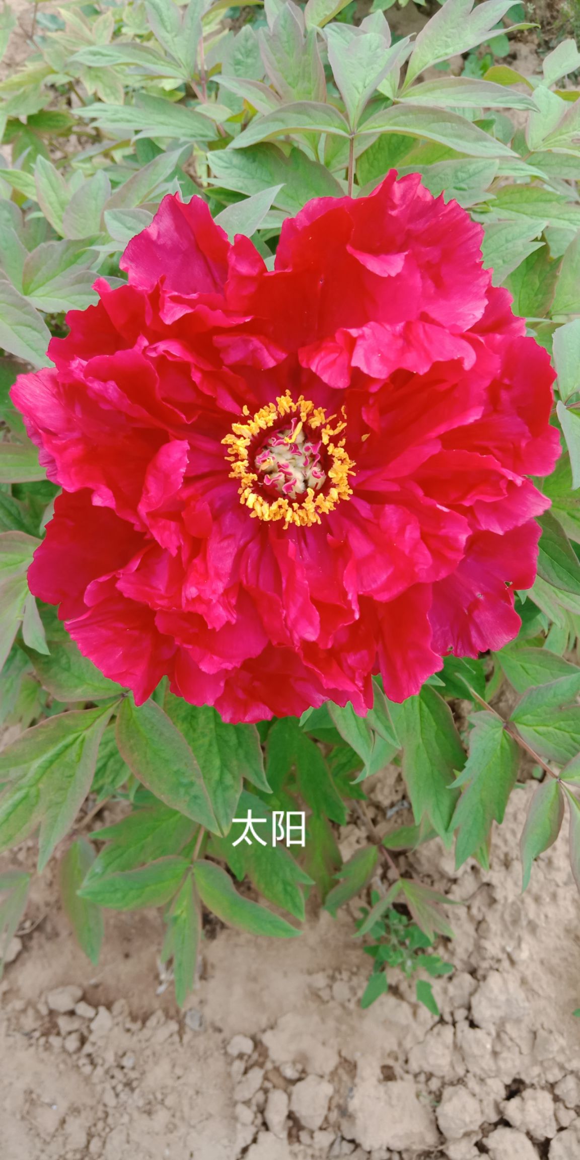 牡丹苗，油用牡丹苗，占地牡丹苗，牡丹苗