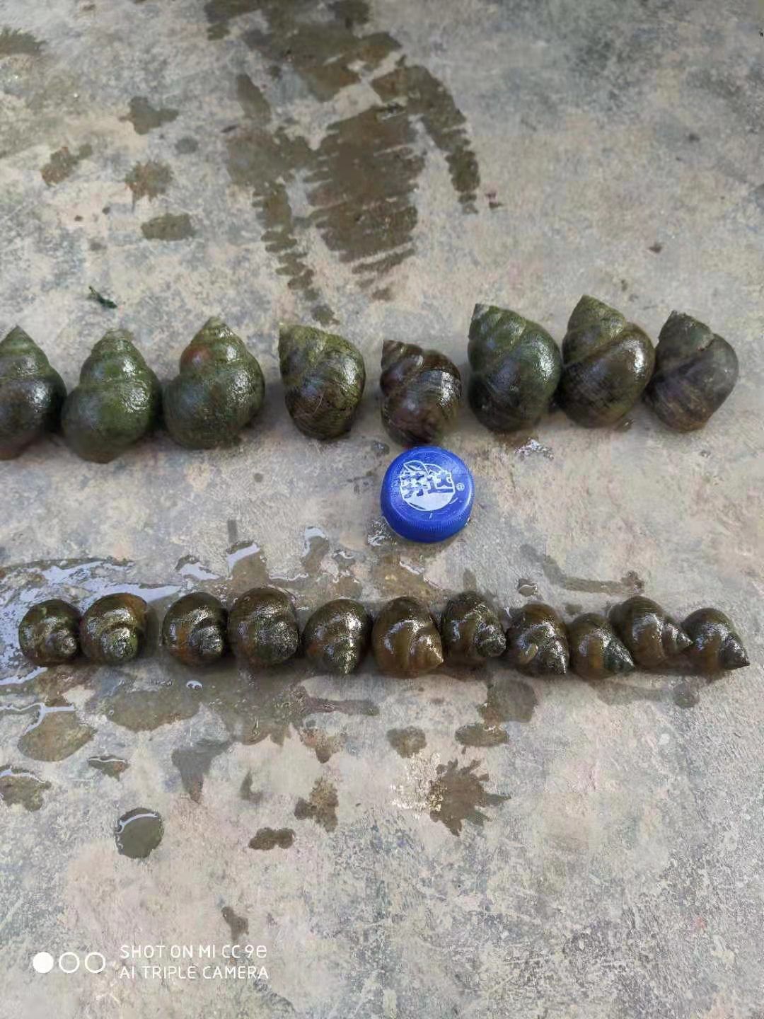 田螺～钓鱼螺（1元硬币大小）