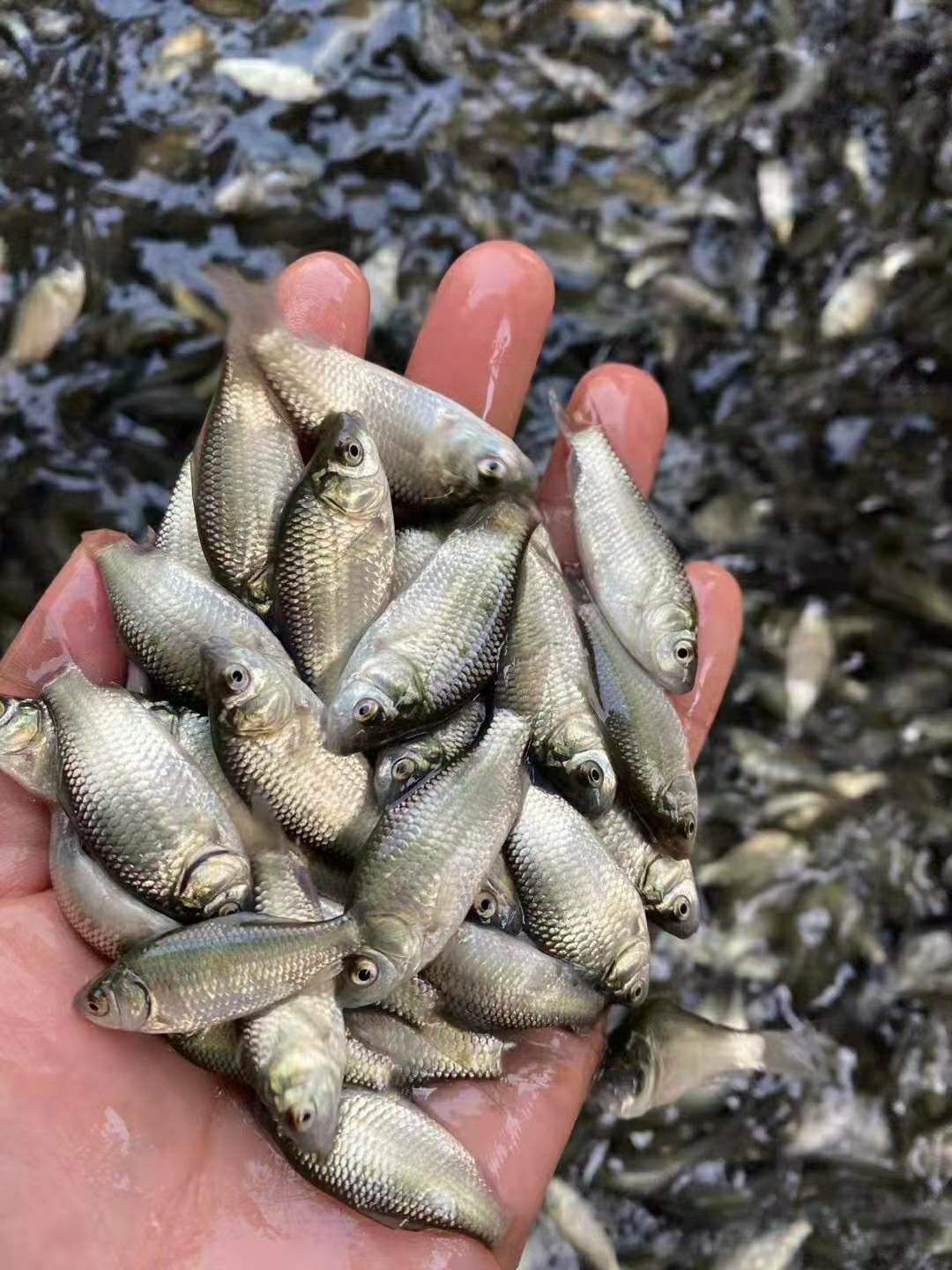 中科5号鲫鱼苗,诚信经营，技术指导，鱼场直供。