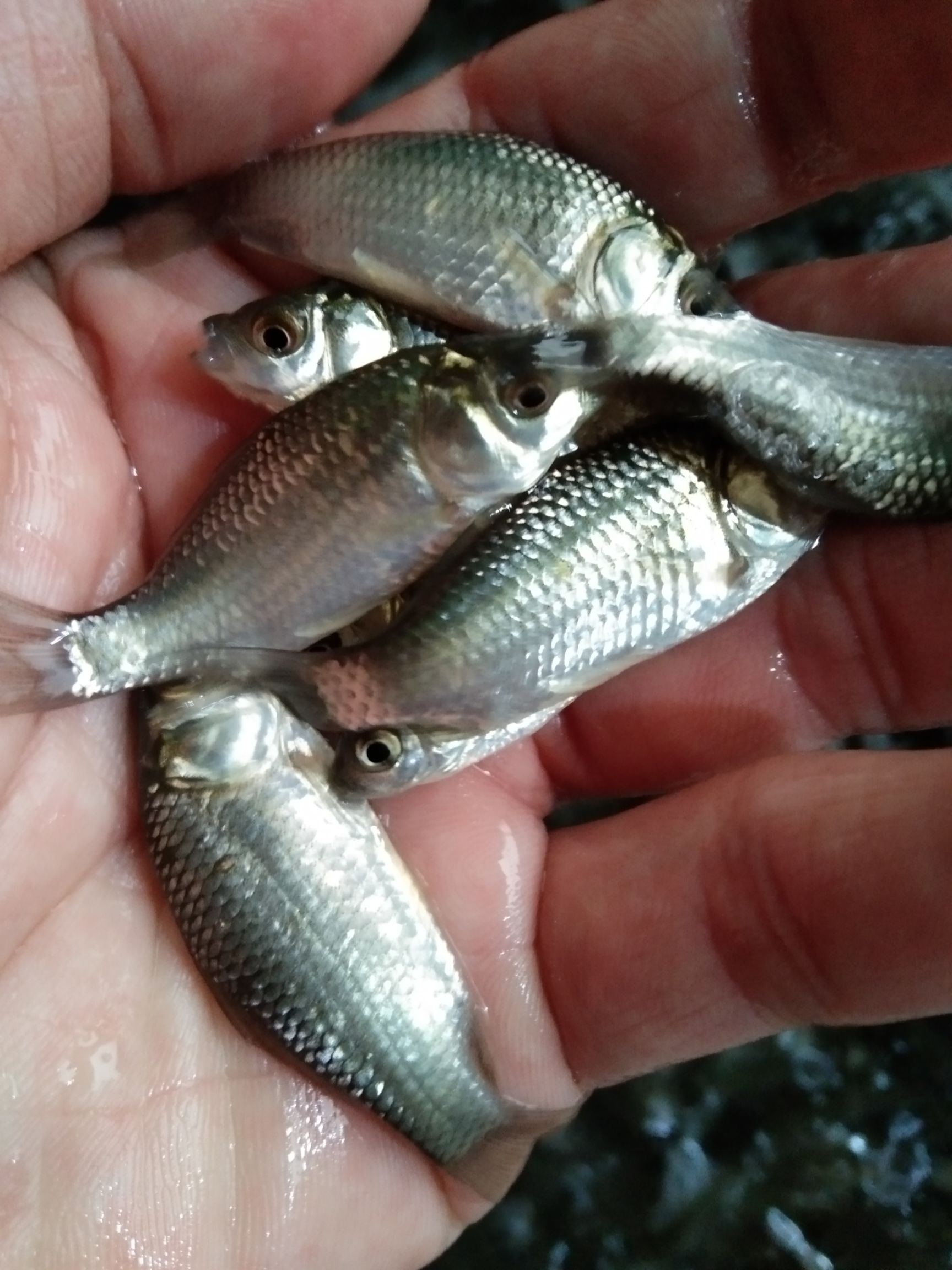 中科5号鲫鱼苗,诚信经营，技术指导，鱼场直供。