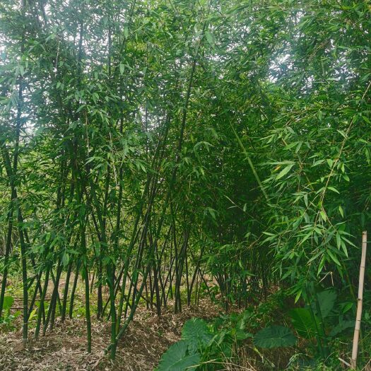漳州翠竹 绿竹