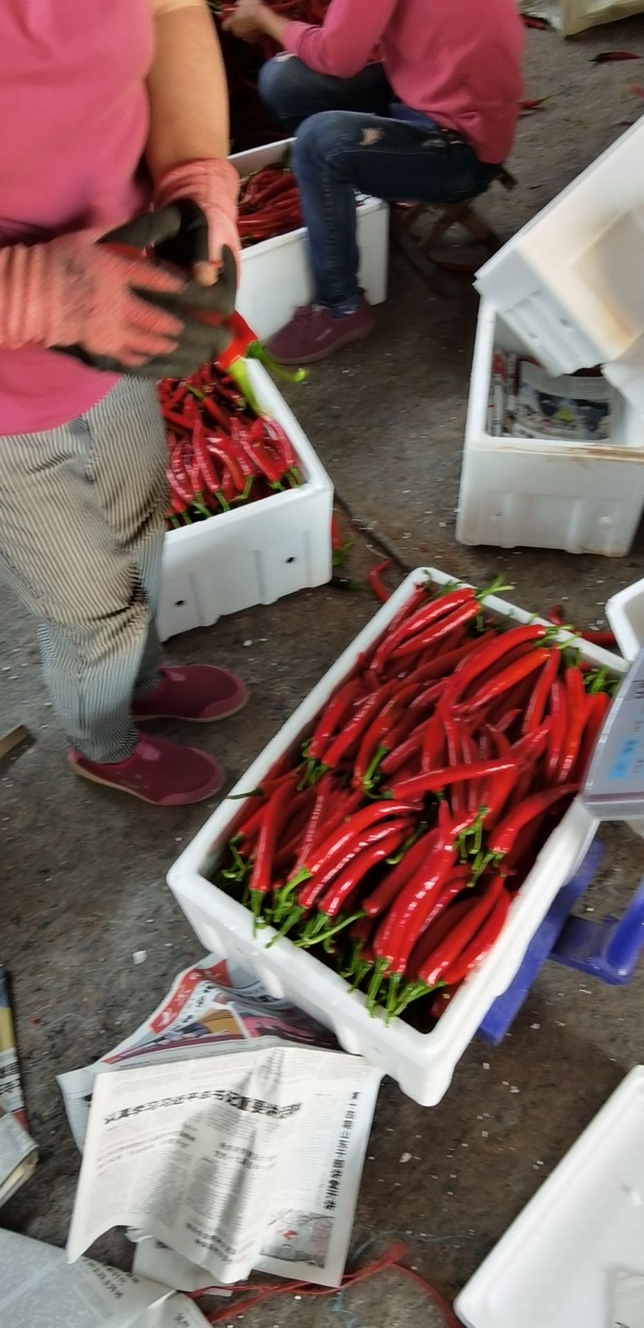 美人椒  青州市东夏镇杨立伍村