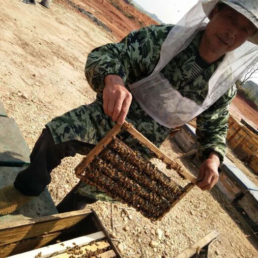 江山市意大利蜜蜂  意蜂种蜂，整蜂场出售，接手即可采蜜做浆，马上椴树跟荆条蜜要新