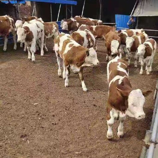 忻州山西肉牛