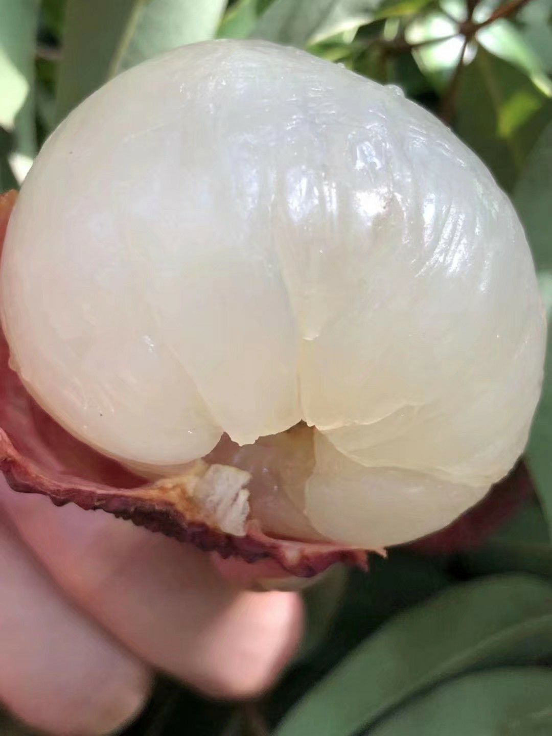 鸡嘴荔枝，欢迎电商批发商合作订购