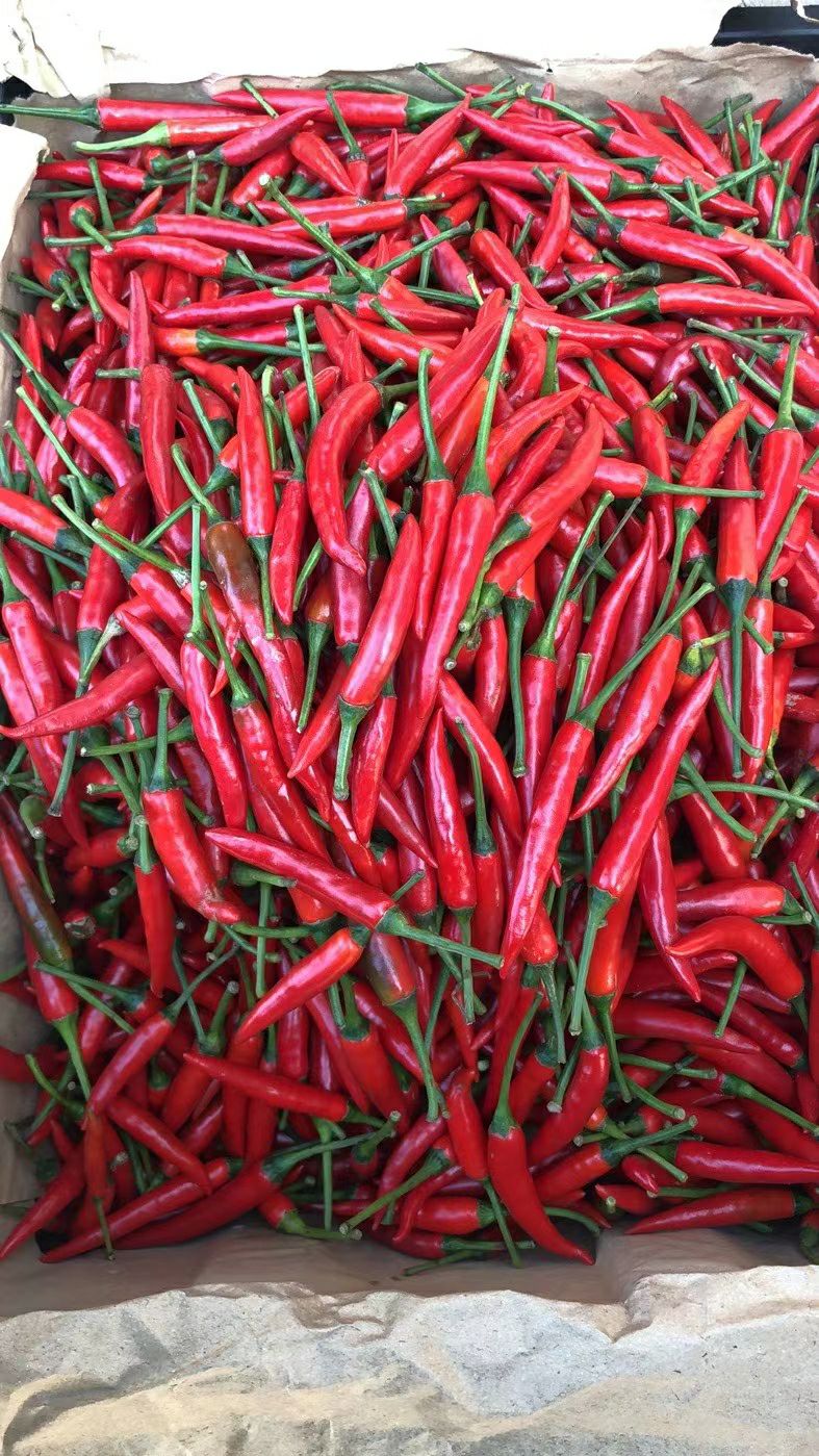 朝天椒苗  大霸大果型