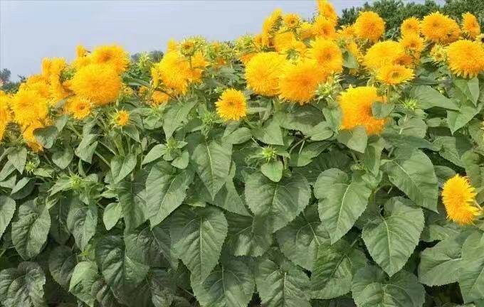 银川切花向日葵太阳王(sun king)种教师节母亲节情人节