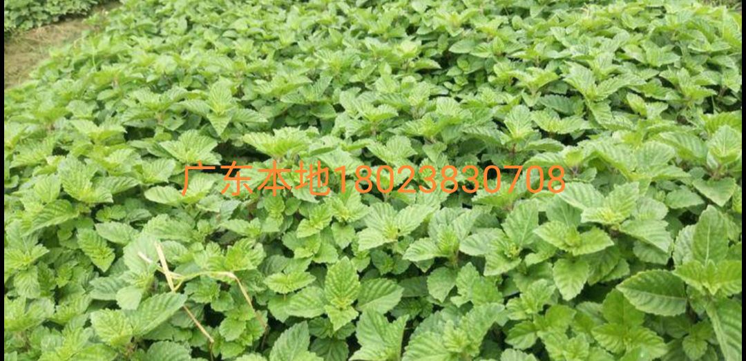 [凉粉草干草批发]新鲜凉粉草价格10元/斤 - 惠农网