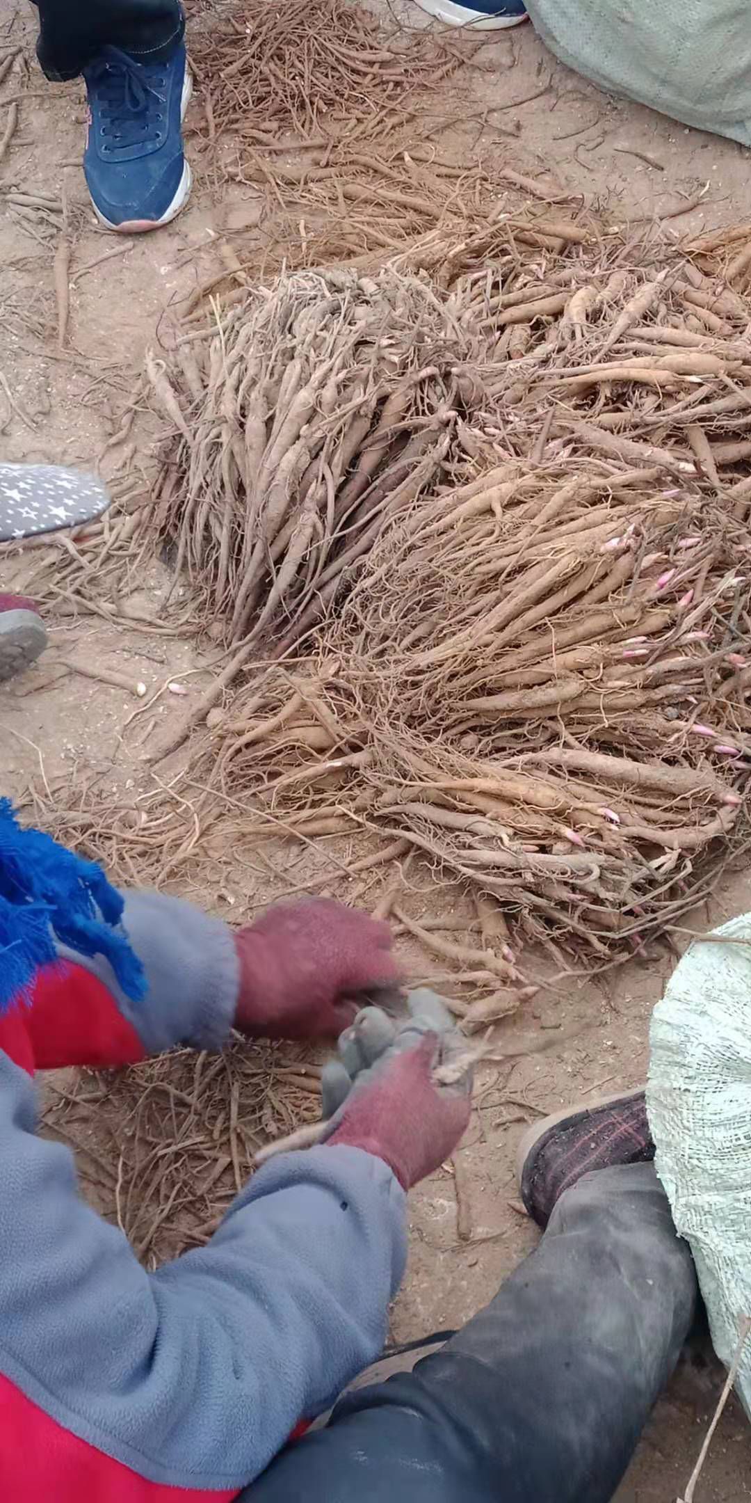 芍药苗，芍药，占地芍药，盆在芍药