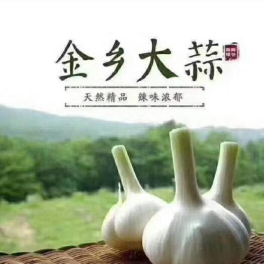 金乡县红皮蒜 山东省济宁市金乡县 混级统货 新蒜 库外蒜 干蒜