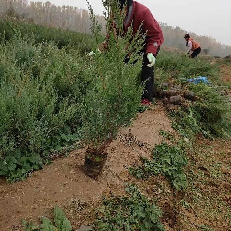 50-70沙地柏大量河北绿曦苗圃沙地柏基地