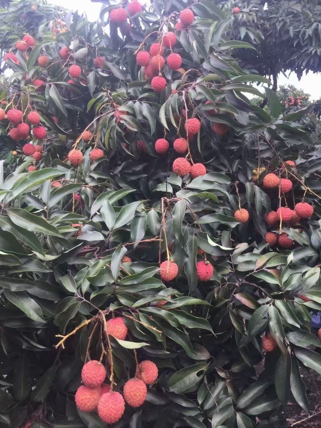 桂味荔枝  从化桂米