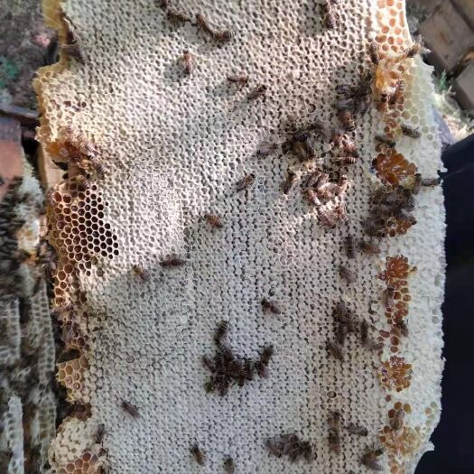 七台河蜂巢蜜  整脾新 老巢蜜 量大优惠
