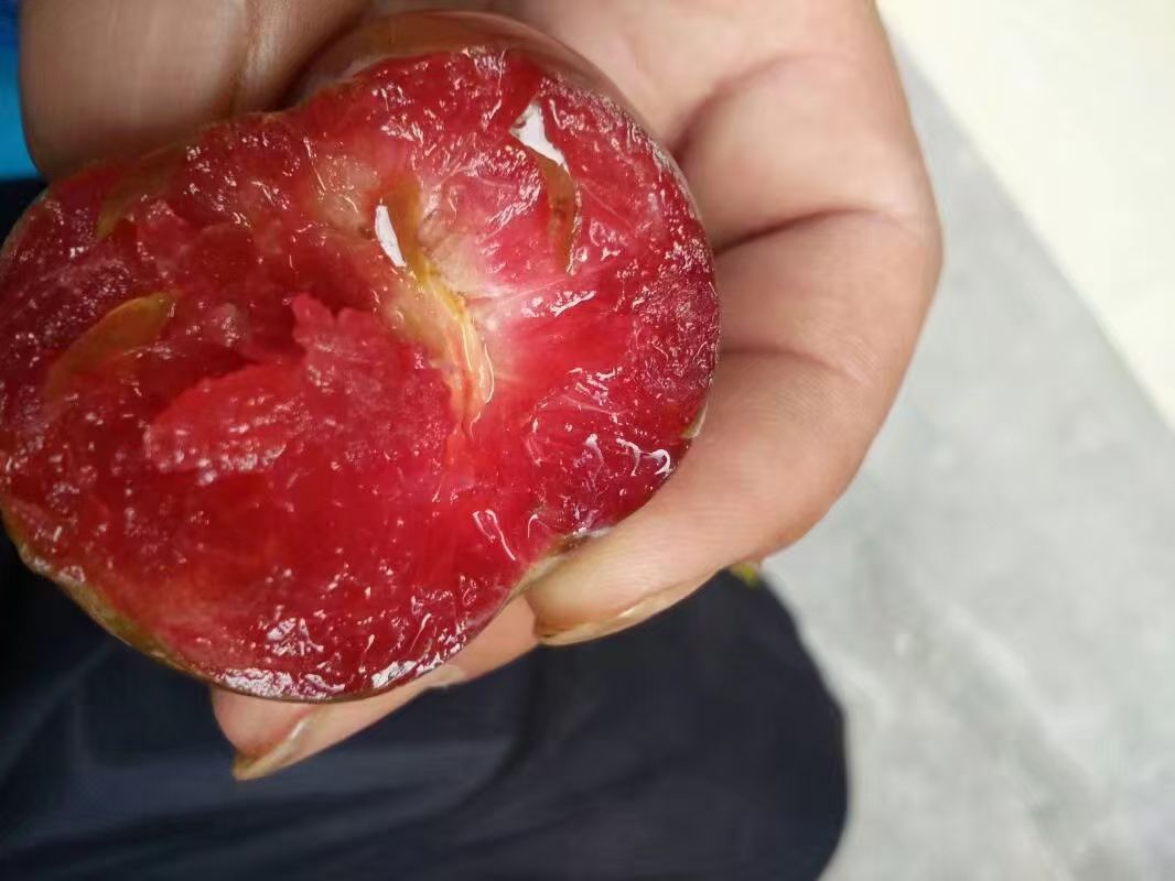 三华李  迷你小果腌制泡酒果产地直供，欢迎咨询订购