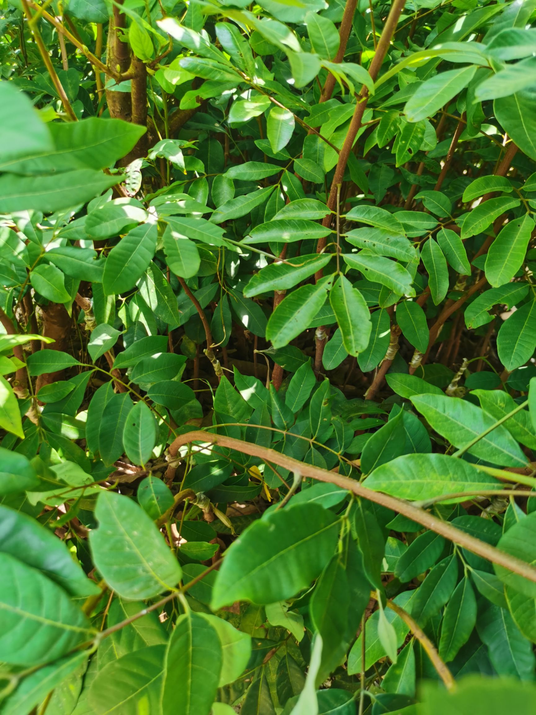 龙眼苗  迟熟品种，国庆龙眼（国庆节前后就可以吃到的龙眼）