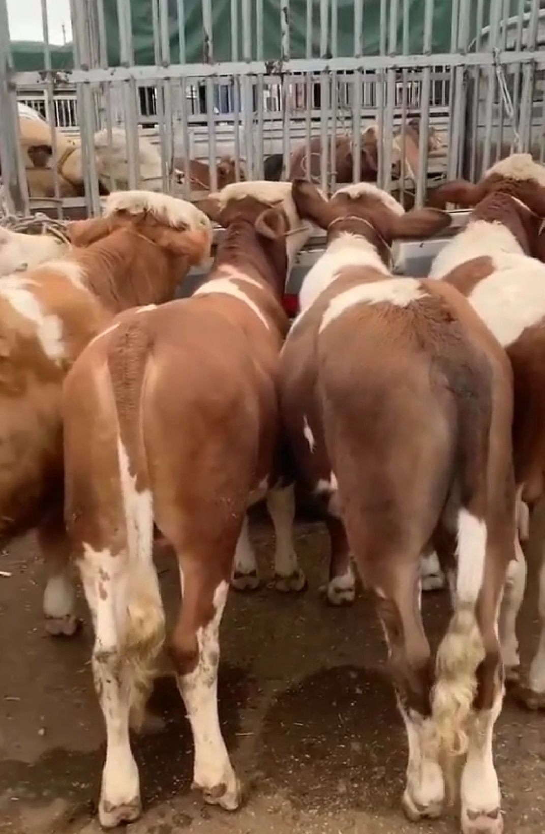  贵州大型牛市交易市场，牛价下滑好牛的没人买啊！[惊讶