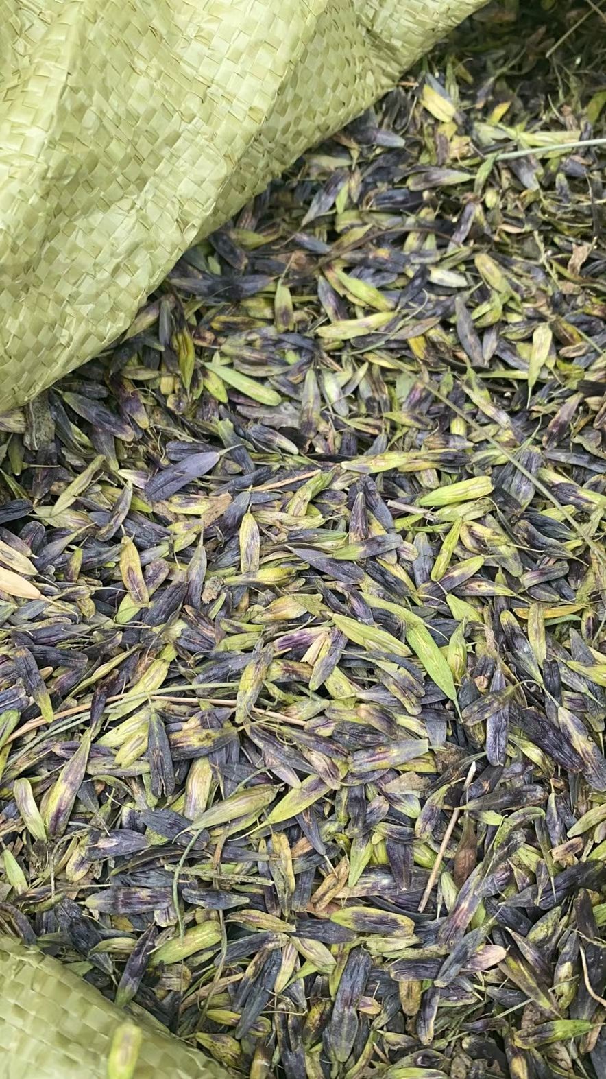 板蓝根种子 投资几十块，收入几千块。