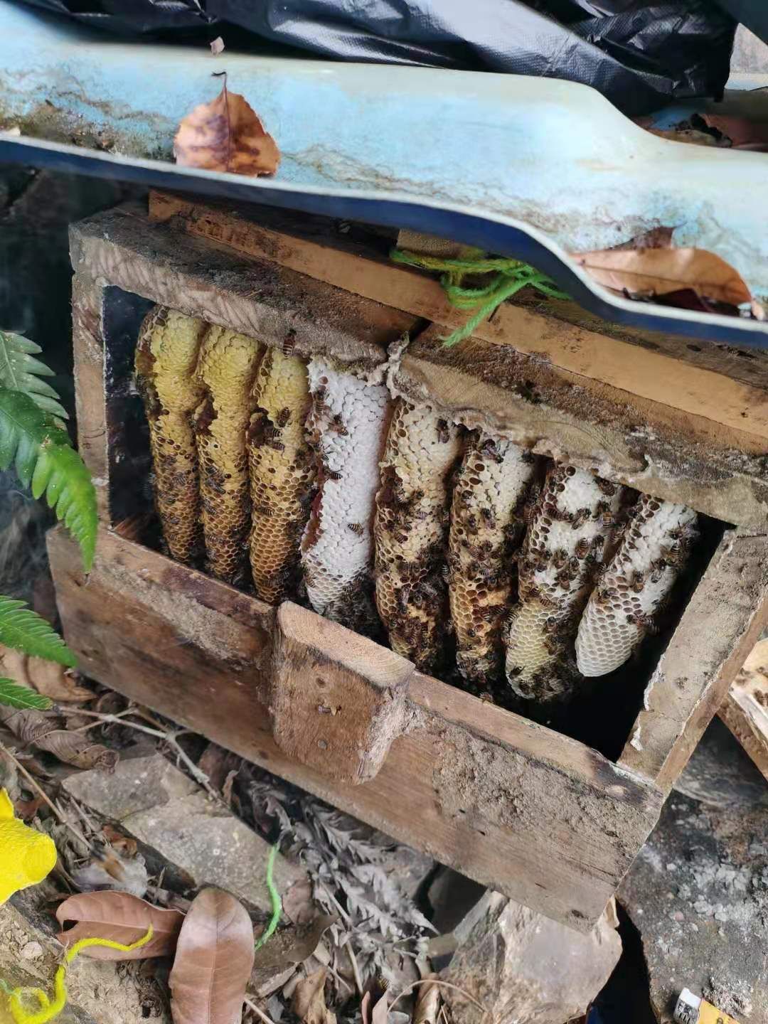 土蜂蜜 老大叔的，蜂巢蜜。