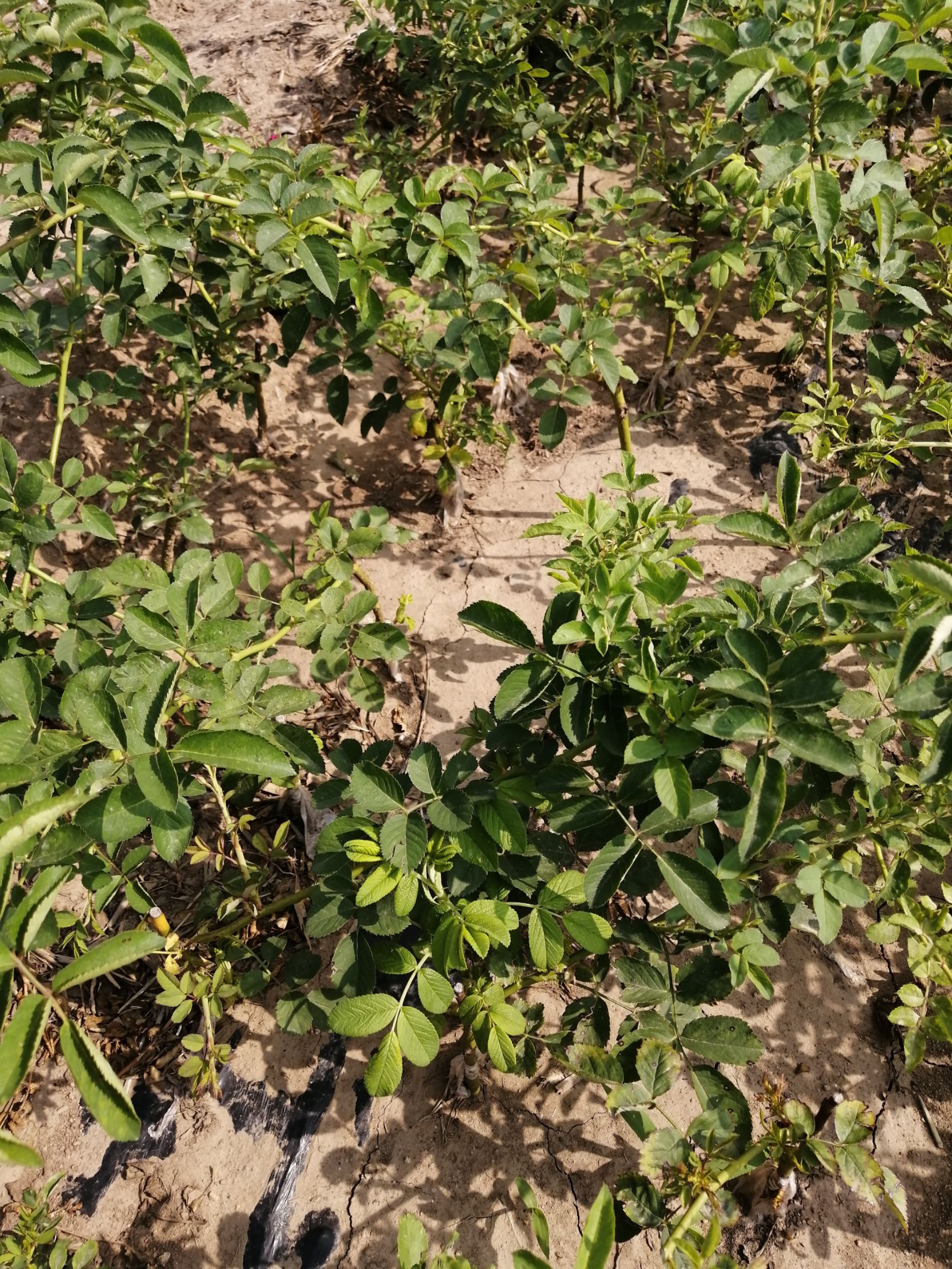 食用玫瑰丰花一号  莱州沿海城市，四季分明气候宜人，生产的玫瑰苗根系发达，长势好