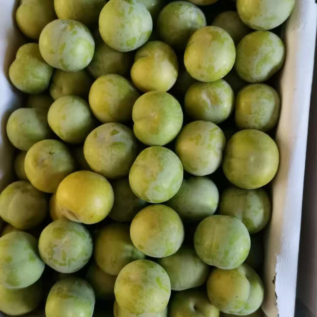  贵州省安顺关岭县正宗六马蜂糖李大果新鲜李子