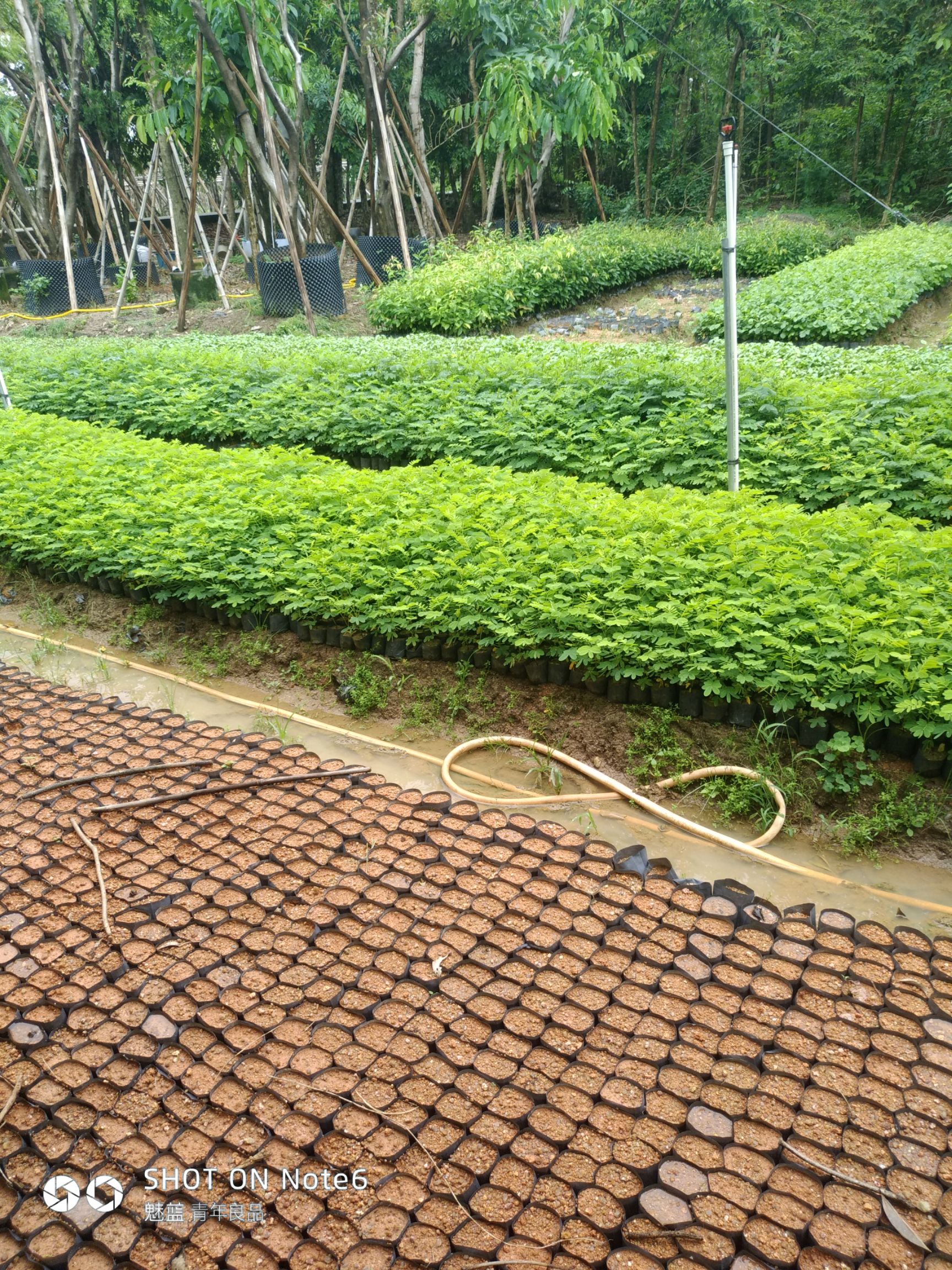 黄槐新苗欢xie迎152订186购66654