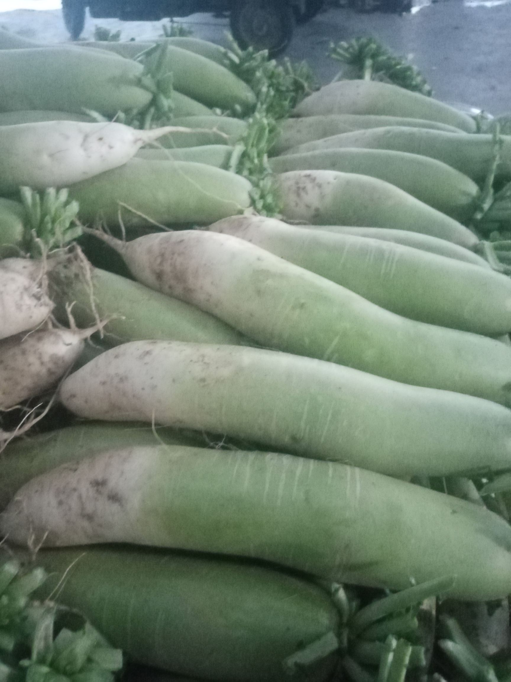 青萝卜大量上市，品种青亮一号，青白峰等，质量好，产地直供