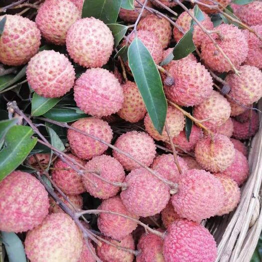 高州市桂味荔枝 荔枝桂味