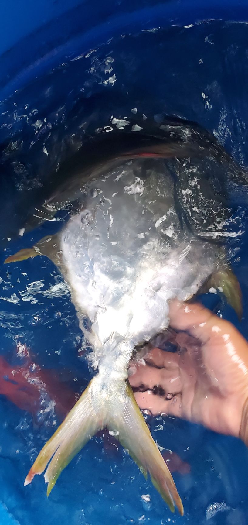 金鲳鱼  海金昌鱼