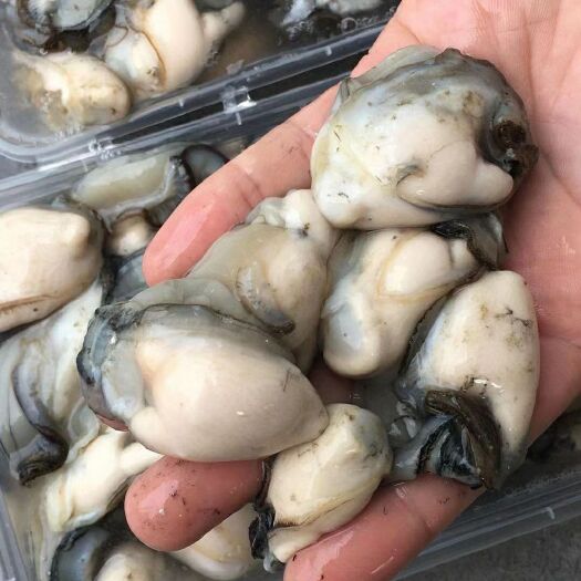 饶平县牡蛎  生蚝肉 广东生蚝净肉当天现开现发保证新鲜精挑个大肉肥发货