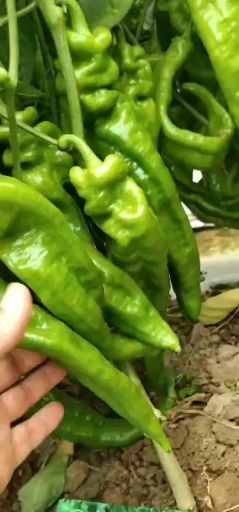 牛角椒种子  黄绿皮辣椒种子鼎优大椒 抗病高产耐低温低湿，连