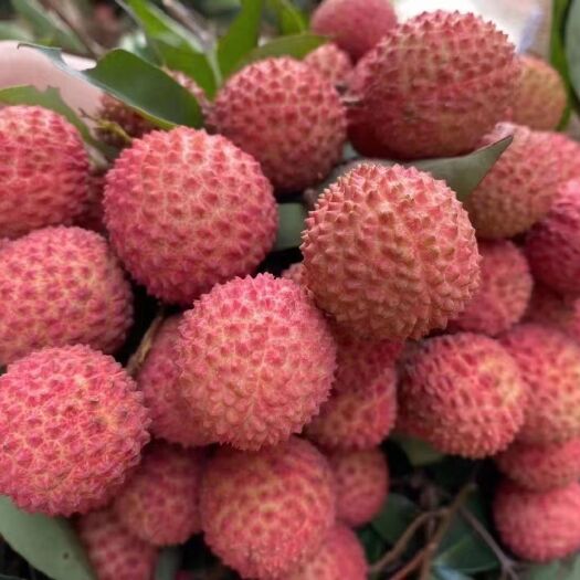 高州市广东高州桂味荔枝
