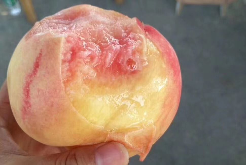 白凤桃 无锡阳山水蜜桃自己果园多个品种白凤湖景桃