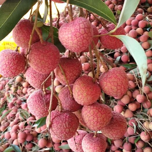 钦州黑叶荔枝 钦州黑叶荔大量上市