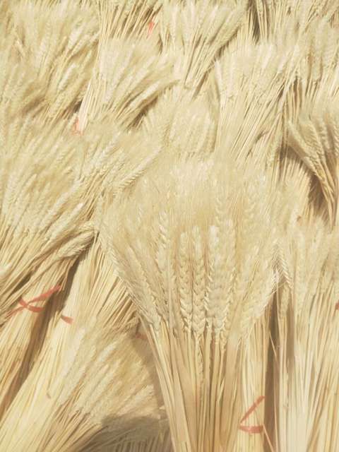 麦穗干花  优惠优惠优惠，基地直销一手货源天然大麦（大卖）干花花束！