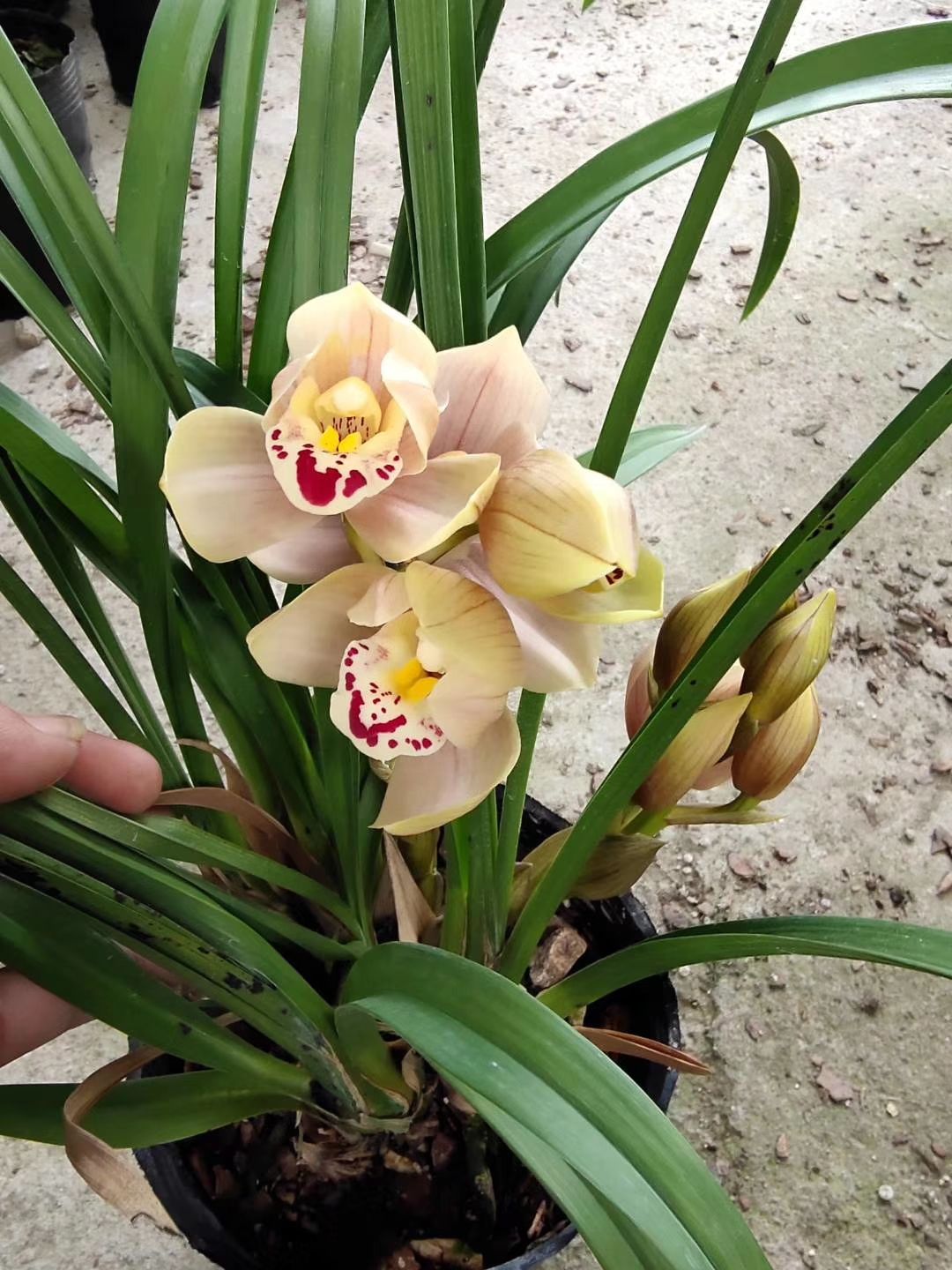 兰花建兰墨兰春兰大花蕙兰新荷易带花苞易带芽好养活不带盆包邮