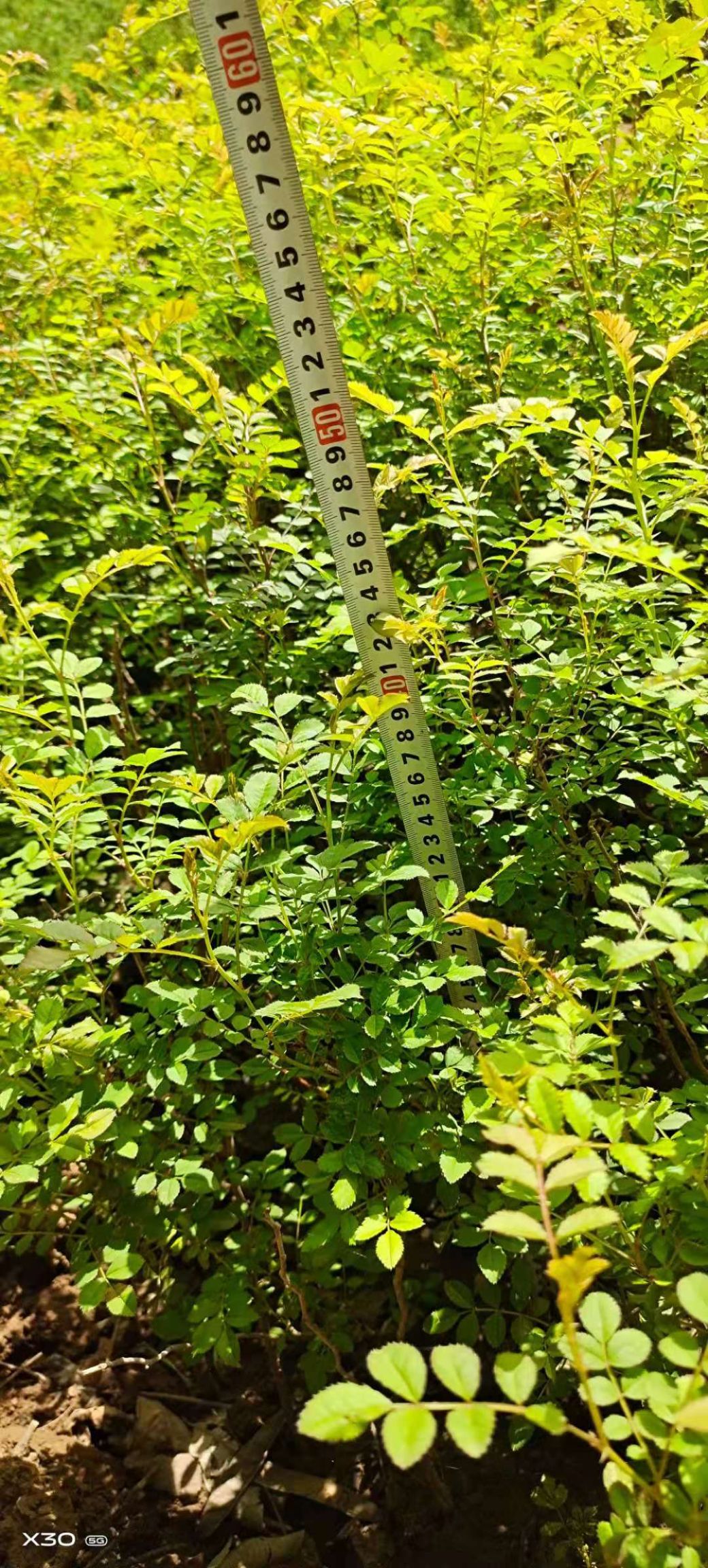  黄刺玫