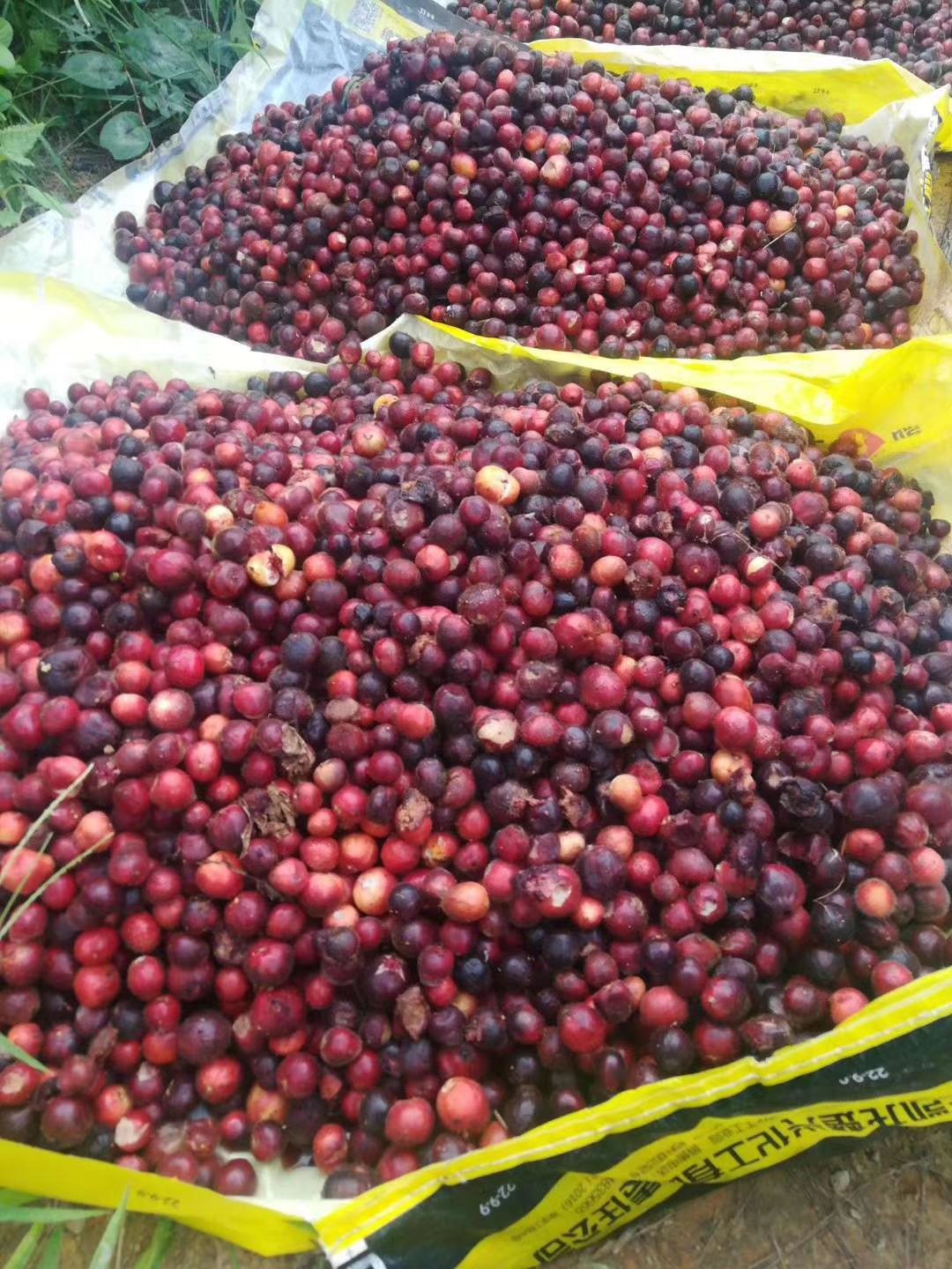 鲜采摘五指毛桃种子成熟饱满发芽率高