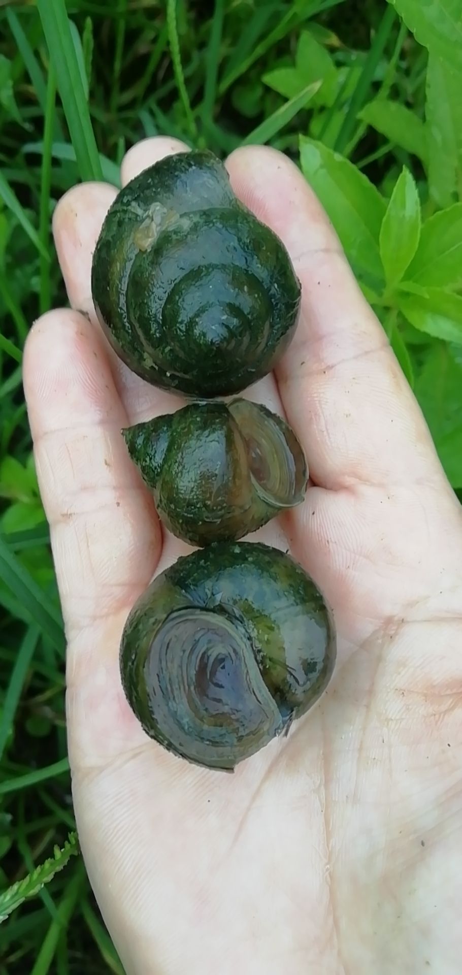 田螺～钓鱼螺（1元硬币大小）