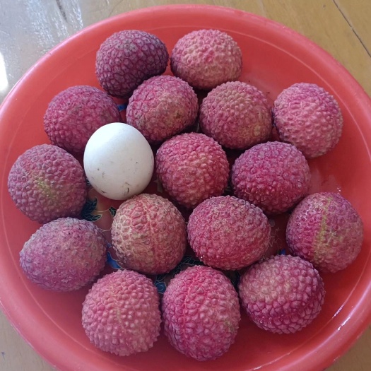 灵山县鸡嘴荔枝，欢迎电商批发商合作订购