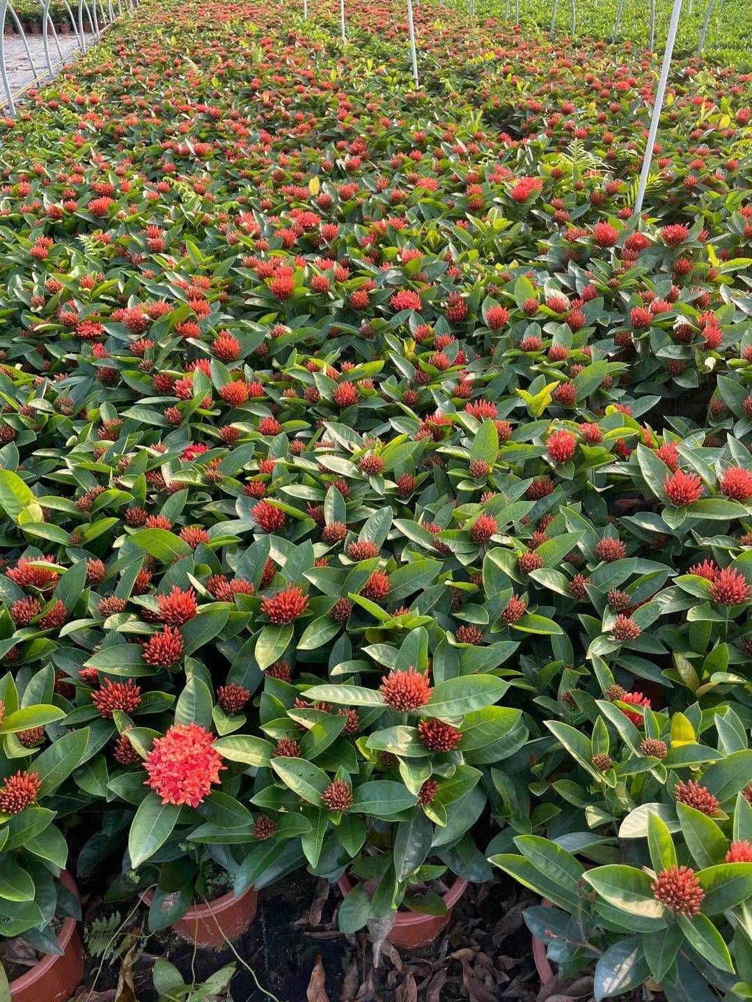新加坡龙船花