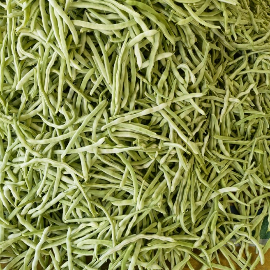 兴城市白条豆角  白不老豆角，芸豆
