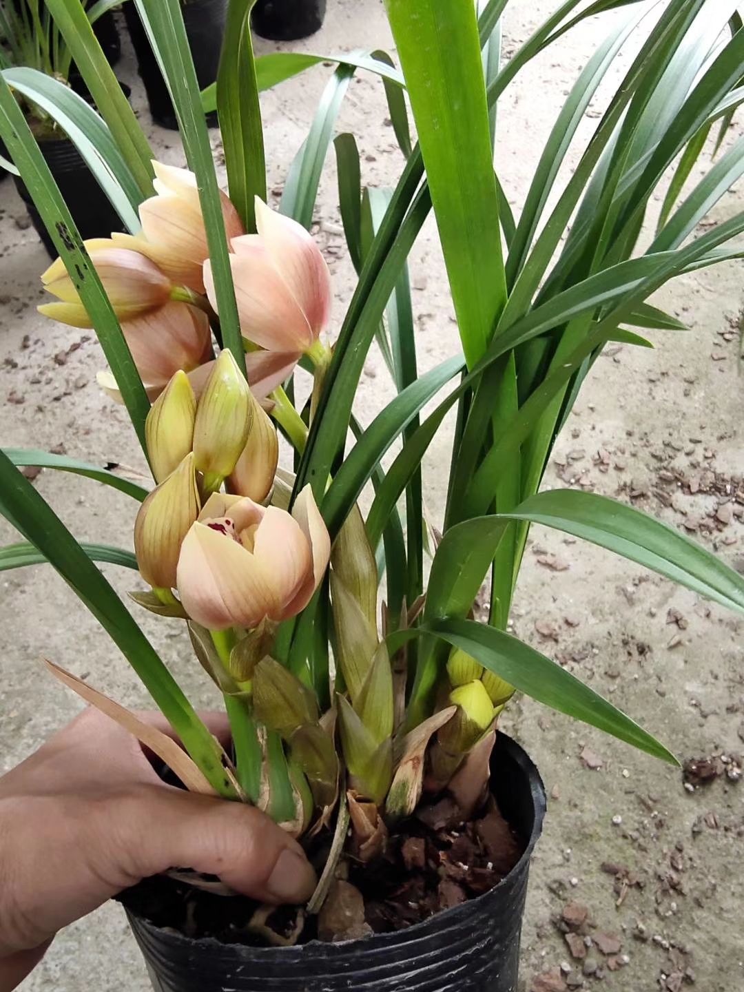 兰花建兰墨兰春兰大花蕙兰新荷易带花苞易带芽好养活不带盆包邮