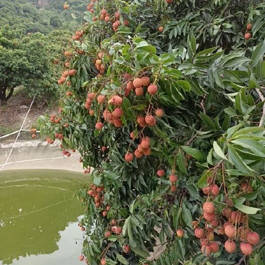 深圳桂味荔枝 广东省深圳市宝安区 
