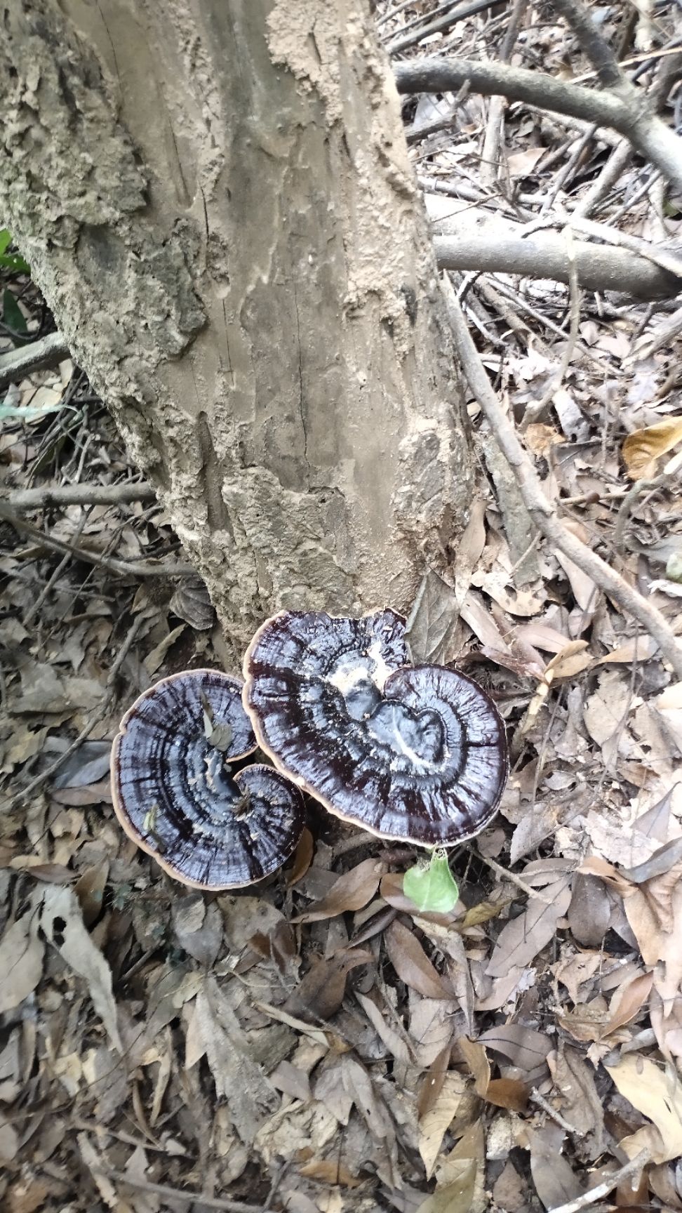 金边灵芝 广西特产，灵芝。