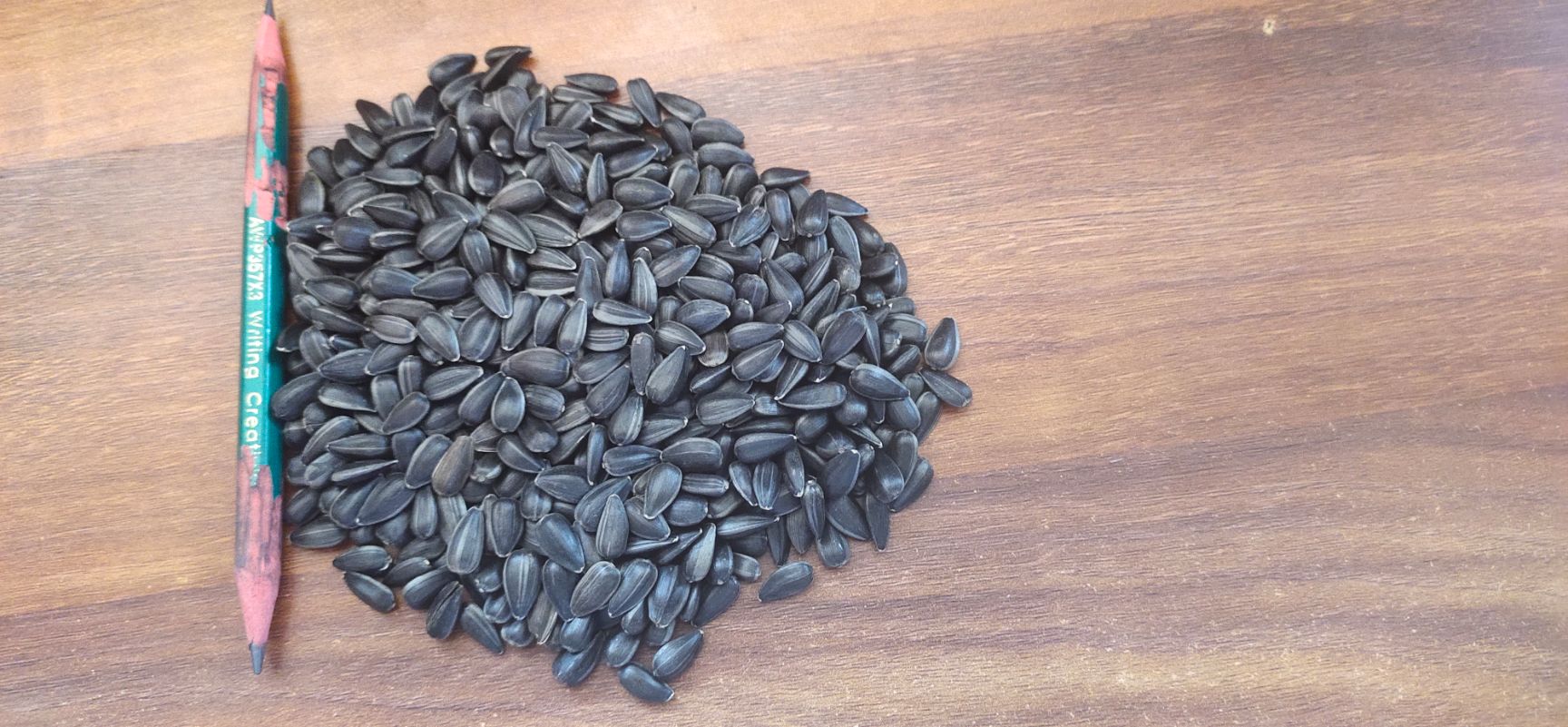 厂家大量批发精选油葵，炸油，养鸽子