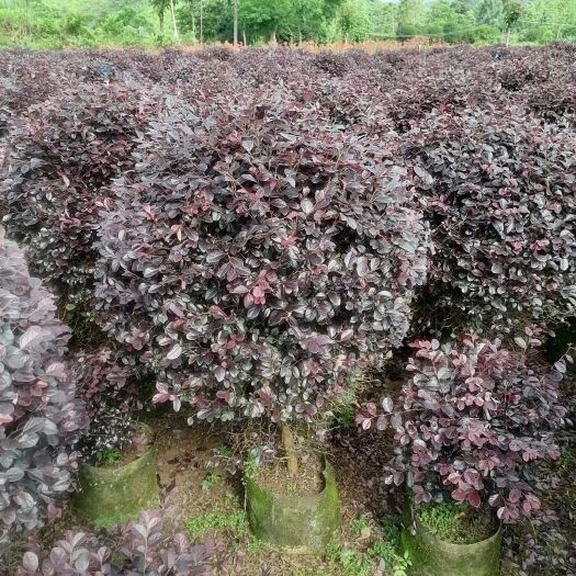阳朔县黑珍珠红继木  中等100*90红继木球批发