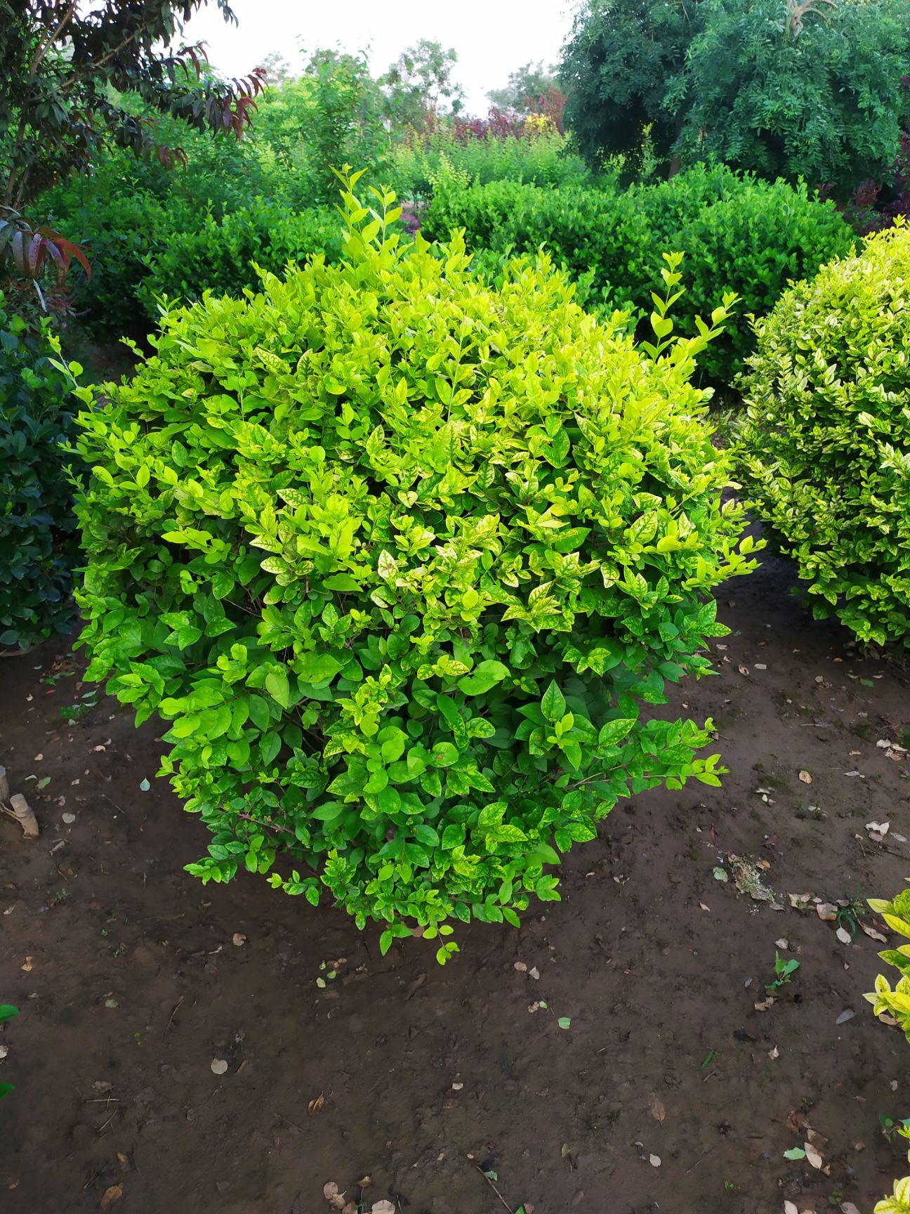 供应，金叶女贞球1米---1.50米